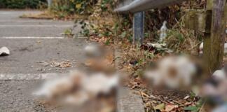 Christian Kanka zur Verschmutzung an der Rheinallee in Mombach