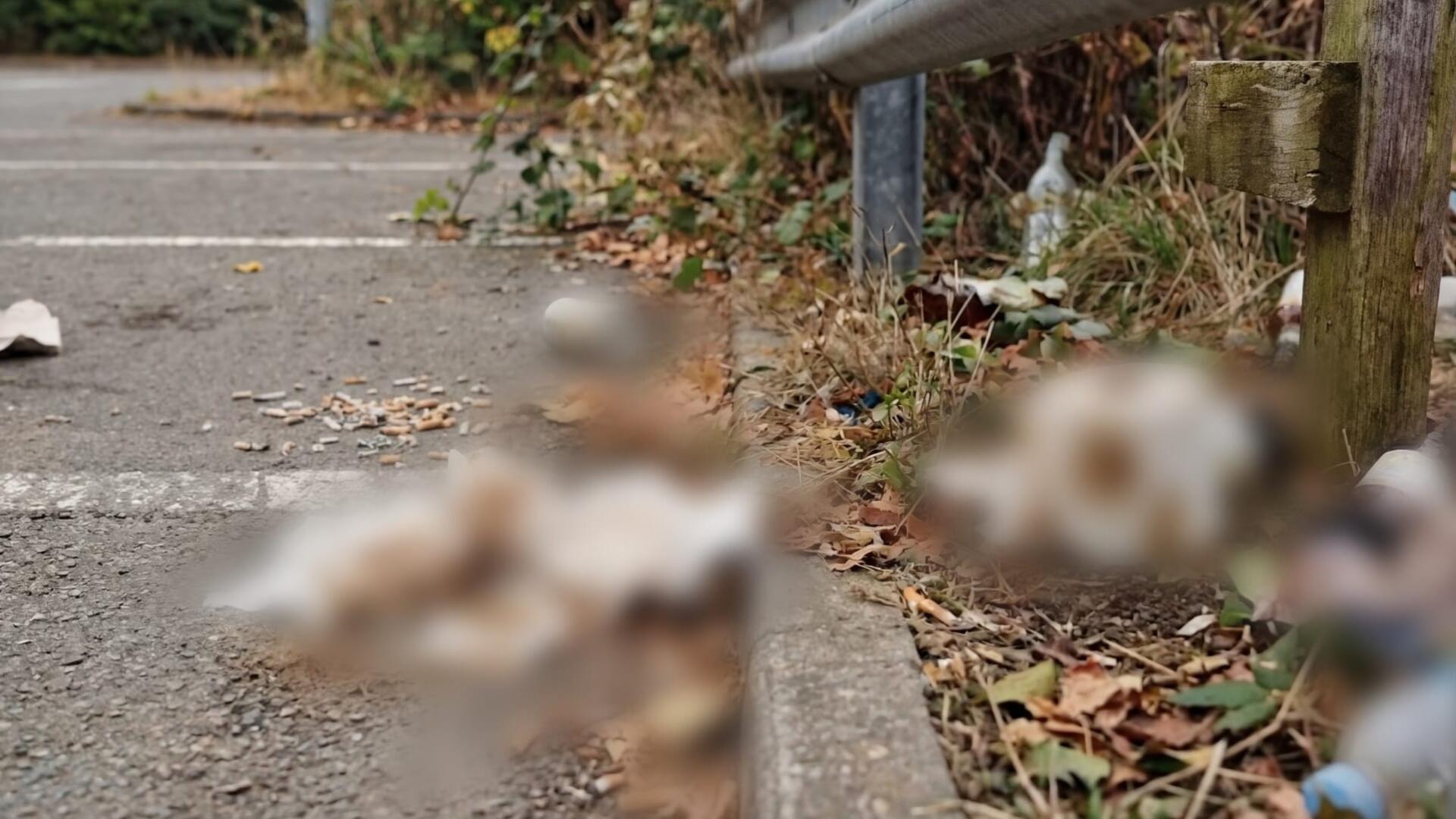 Christian Kanka zur Verschmutzung an der Rheinallee in Mombach Christian Kanka zur Verschmutzung an der Rheinallee in Mombach