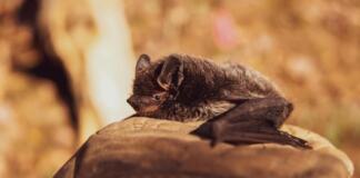 Fledermäuse in Wiesbaden