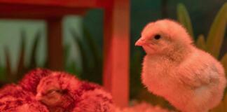 Küken schlüpfen wieder im Naturhistorischen Museum Mainz