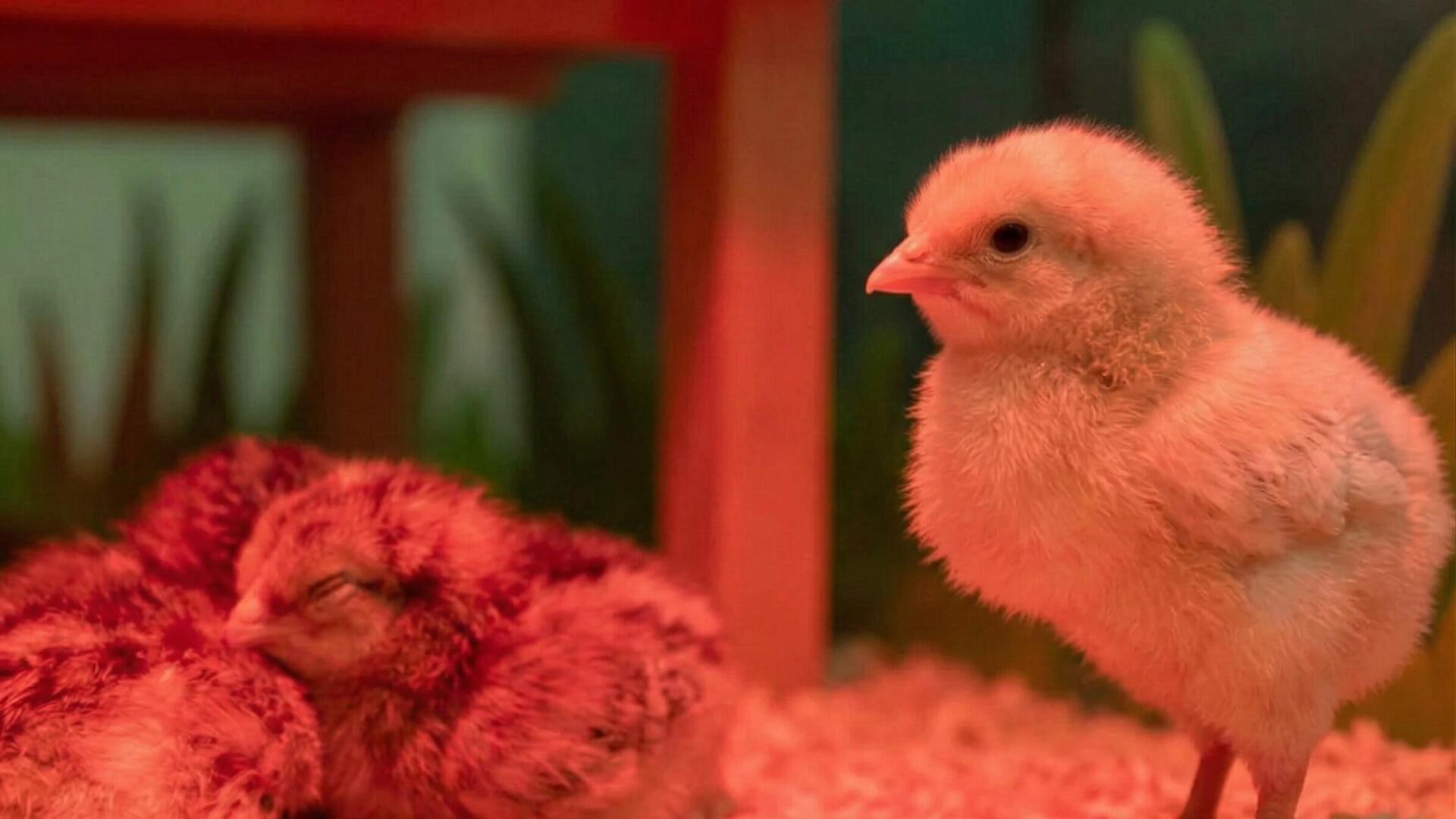 Küken schlüpfen wieder im Naturhistorischen Museum Mainz