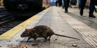 Ratten in Bingen - Ein Imageproblem für die Stadt