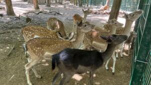 Schadstoffe im außengelände der kita am finther wald nachgewiesen