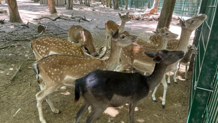 Wildpark Gonsenheim Wildpark Gonsenheim