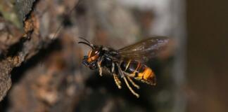 Die Asiatische Hornisse in Hessen auf dem Vormarsch