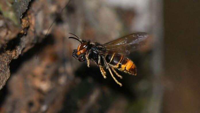 Die Asiatische Hornisse in Hessen auf dem Vormarsch
