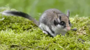 Aggressive praktiken durch bettler in mainz nehmen zu 1