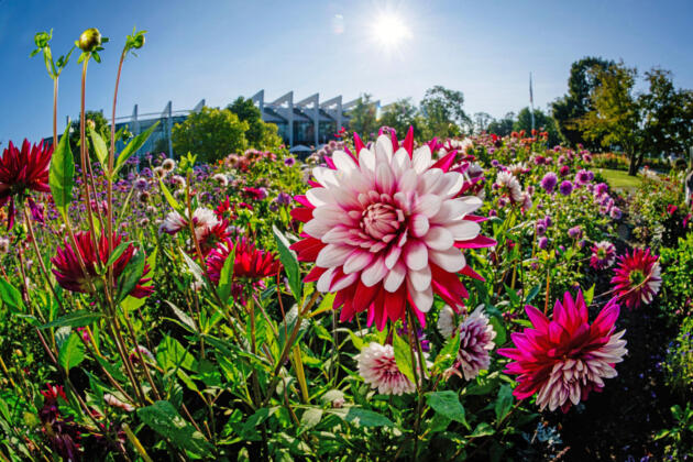 Bl&uuml;tenpracht und retro-charme: das jubil&auml;umsjahr im egapark erfurt
