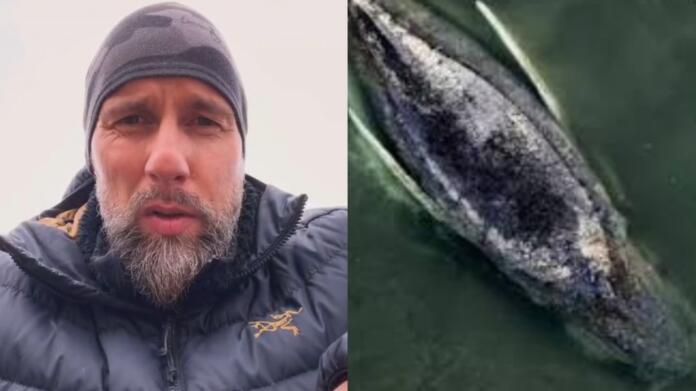 Aktuell Robert Marc Lehmann zur Hilfe für Wal Timmy