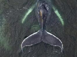 Das Protokoll eines angekündigten Todes von Buckelwal Timmy - Wal Timmy