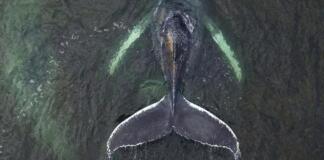 Das Protokoll eines angekündigten Todes von Buckelwal Timmy - Wal Timmy