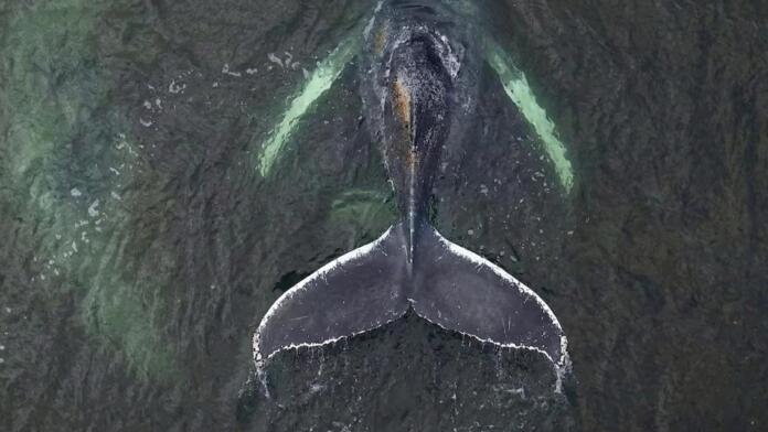 Das Protokoll eines angekündigten Todes von Blauwal Timmy