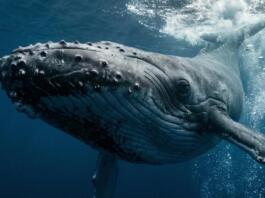 Das politische Versagen von Backhaus mit Wal Timmy