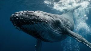 Warum wird die zahl 67 zum tiktok trend wurde Warum wird die zahl 67 zum tiktok trend wurde