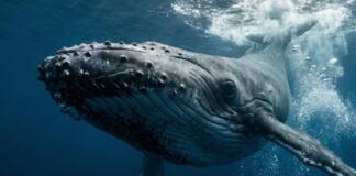 Das politische Versagen von Backhaus mit Wal Timmy