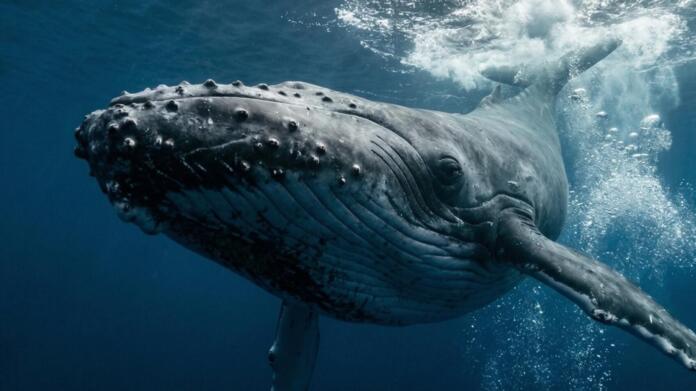 Das politische Versagen von Backhaus mit Wal Timmy Das politische Versagen von Backhaus mit Wal Timmy