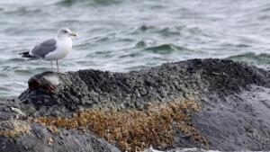 Riedstadt: laien-defibrillator auf dem rathausplatz installiert 1