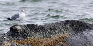 Der aktuelle Zustand von Wal Timmy vor Poel