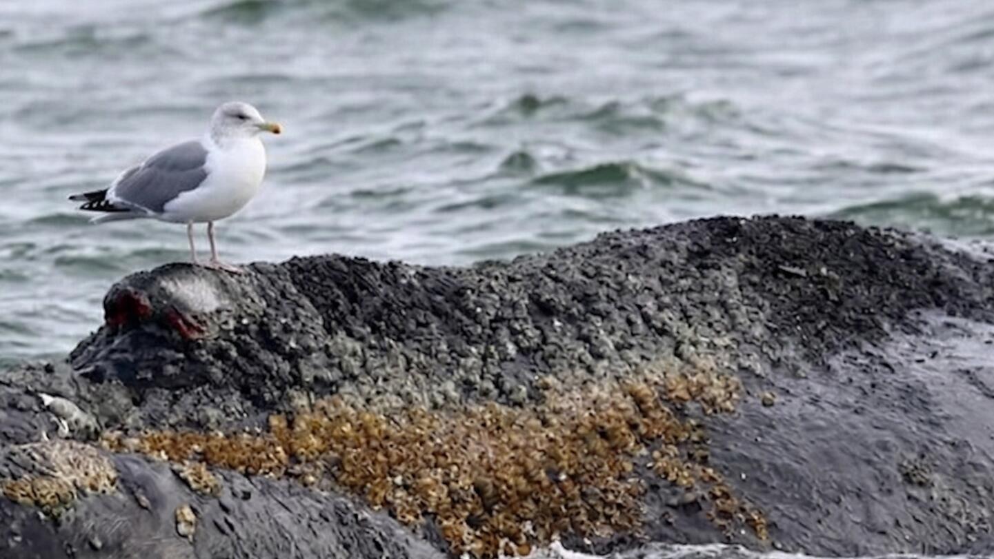 Der aktuelle Zustand von Wal Timmy vor Poel Der aktuelle Zustand von Wal Timmy vor Poel