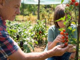 Erntefrischer Genuss Tipps für Snackgemüse aus dem eigenen Garten