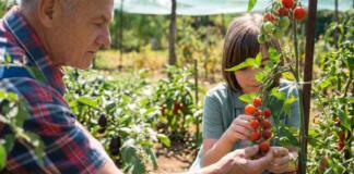 Erntefrischer Genuss Tipps für Snackgemüse aus dem eigenen Garten