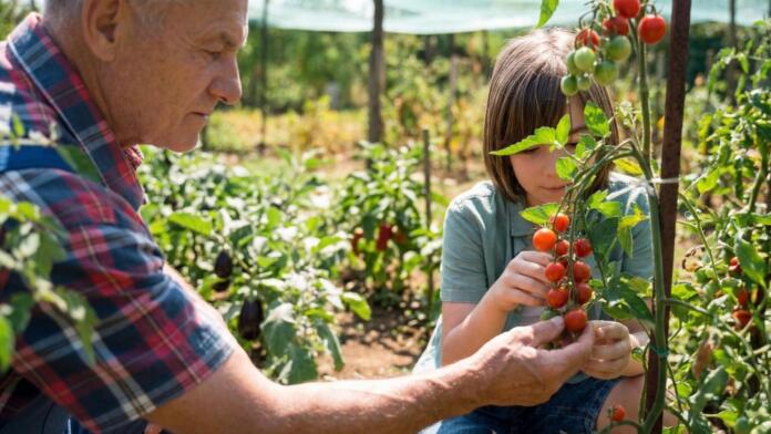 Erntefrischer Genuss Tipps für Snackgemüse aus dem eigenen Garten