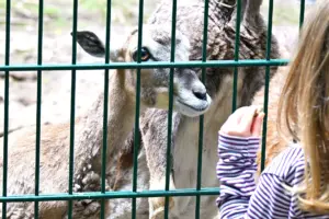 Mainz 05 holt offenbar doch ex-bundesliga-coach 1