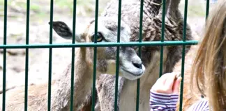 Gefährliche Situation für Tiere im Wildpark Gonsenheim