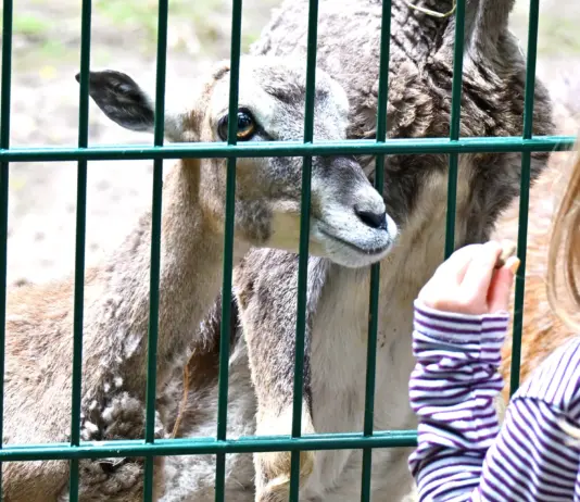 Gefährliche Situation für Tiere im Wildpark Gonsenheim