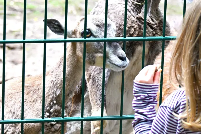 Gefährliche Situation für Tiere im Wildpark Gonsenheim