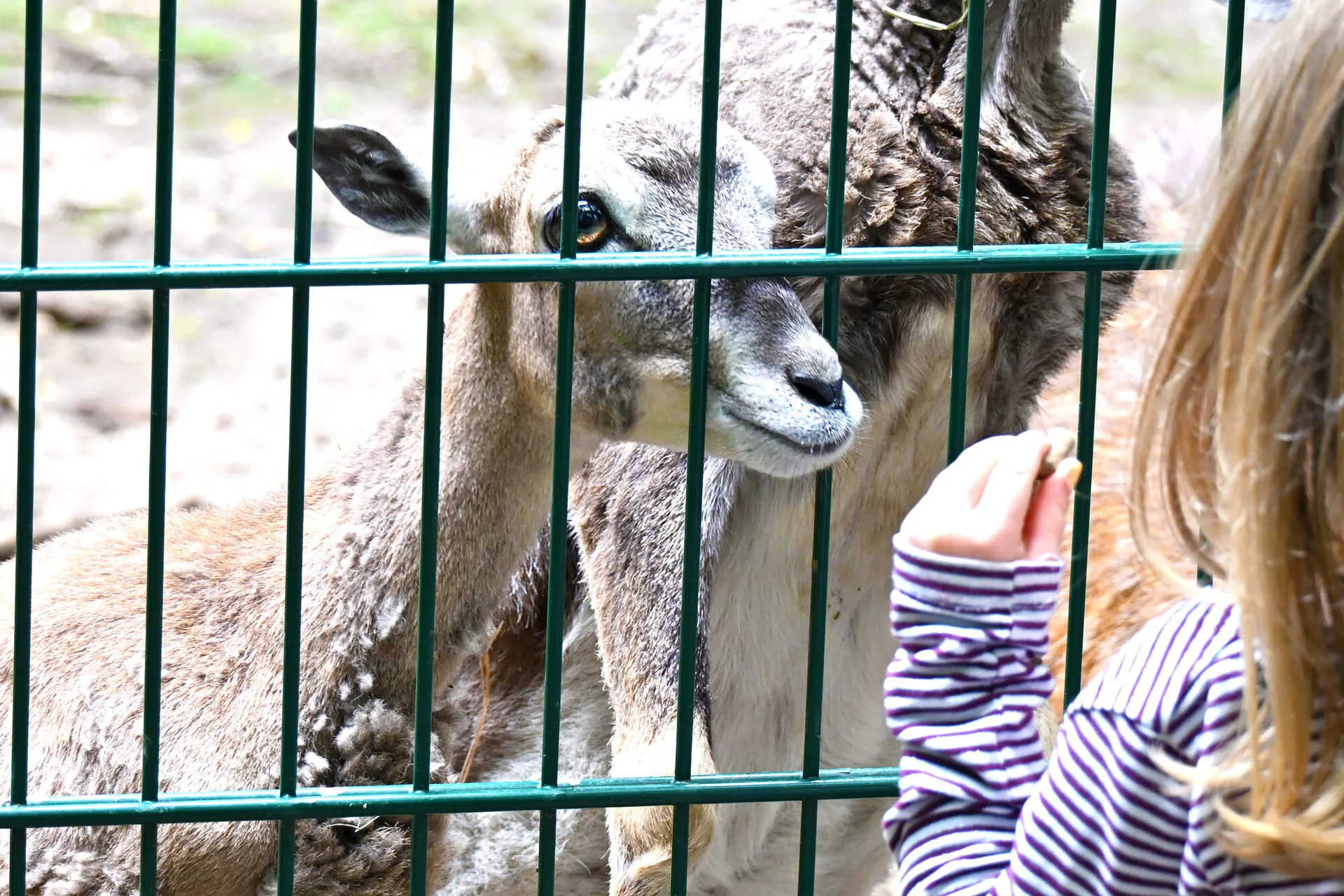 Gefährliche Situation für Tiere im Wildpark Gonsenheim