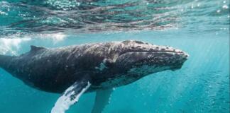 Robert Marc Lehmann zu den letzten Stunden für Wal Timmy