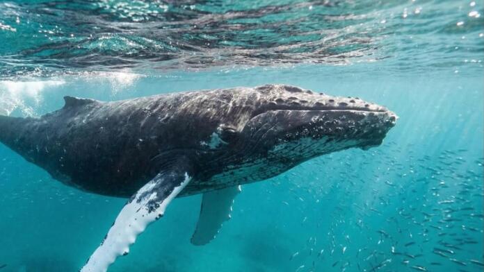 Robert Marc Lehmann zu den letzten Stunden für Wal Timmy