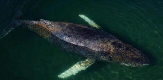 Kann man den Wal Timmy vor Poel einschläfern oder sprengen