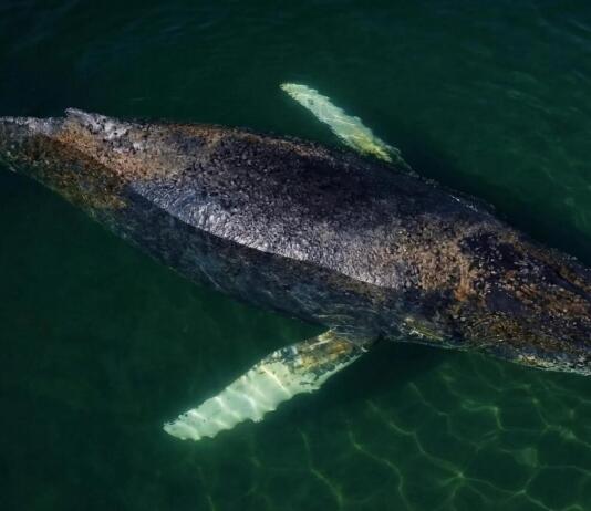 Kann man den Wal Timmy vor Poel einschläfern oder sprengen