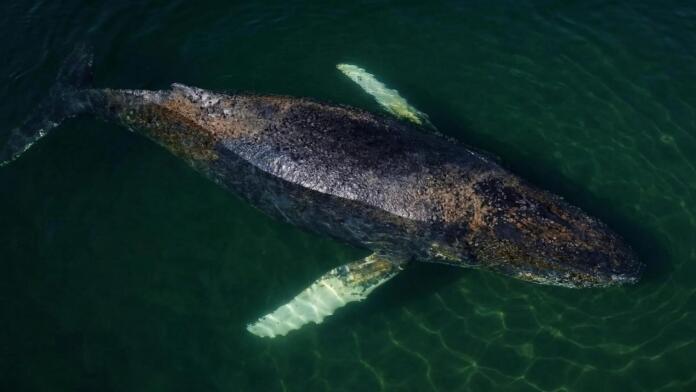 Kann man den Wal Timmy vor Poel einschläfern oder sprengen Kann man den Wal Timmy vor Poel einschläfern oder sprengen
