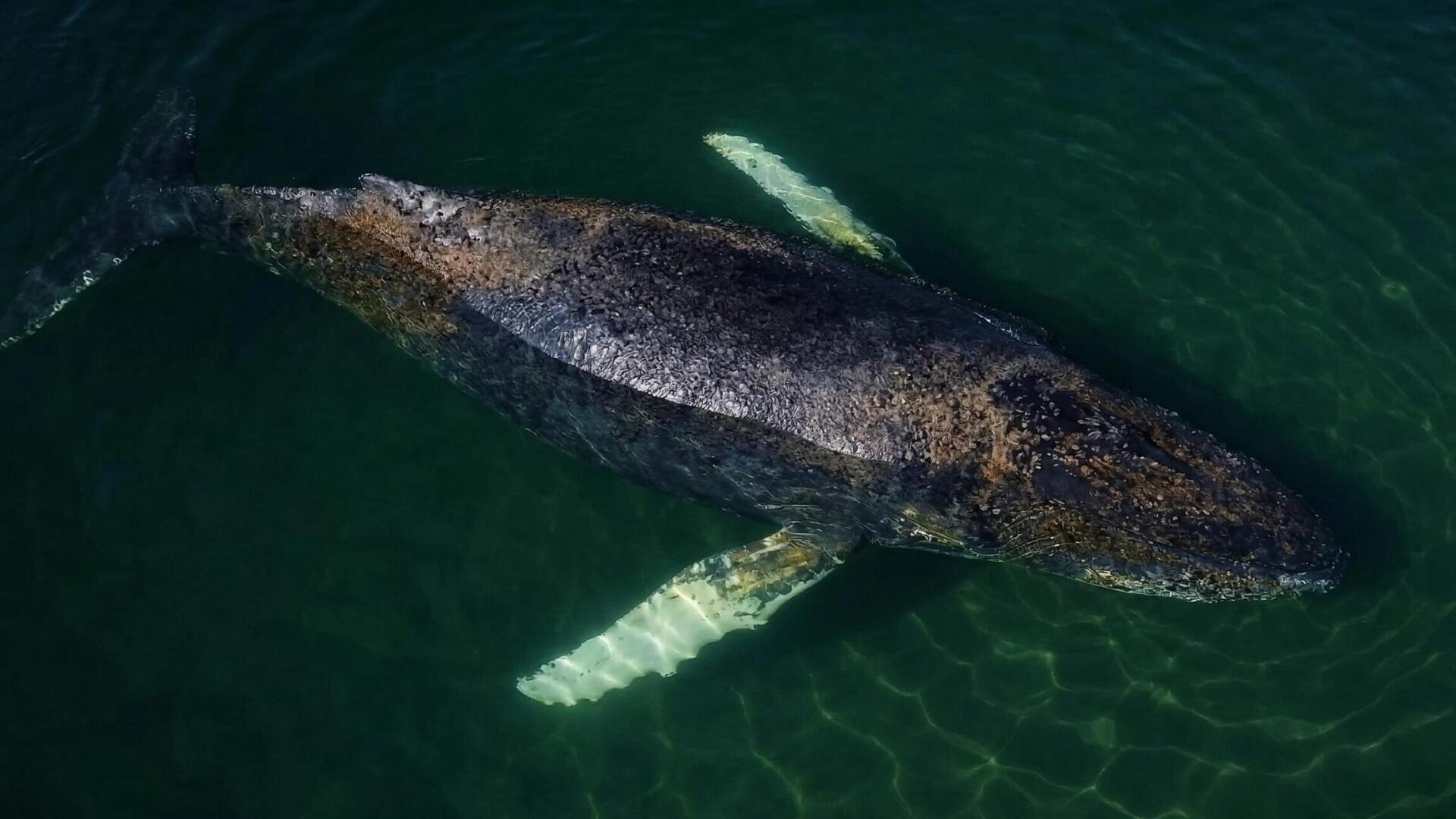 Kann man den Wal Timmy vor Poel einschläfern oder sprengen Kann man den Wal Timmy vor Poel einschläfern oder sprengen