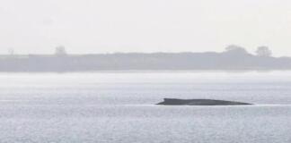 Rettung von Buckelwal Timmy eingestellt - Tier wird sterben