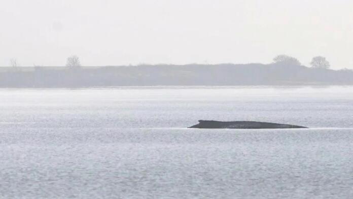 Rettung von Buckelwal Timmy eingestellt - Tier wird sterben