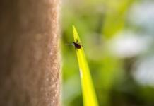 Strategien für einen effektiven Schutz vor Zecken im Frühling Strategien für einen effektiven Schutz vor Zecken im Frühling