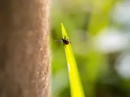 Strategien für einen effektiven Schutz vor Zecken im Frühling