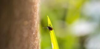 Strategien für einen effektiven Schutz vor Zecken im Frühling