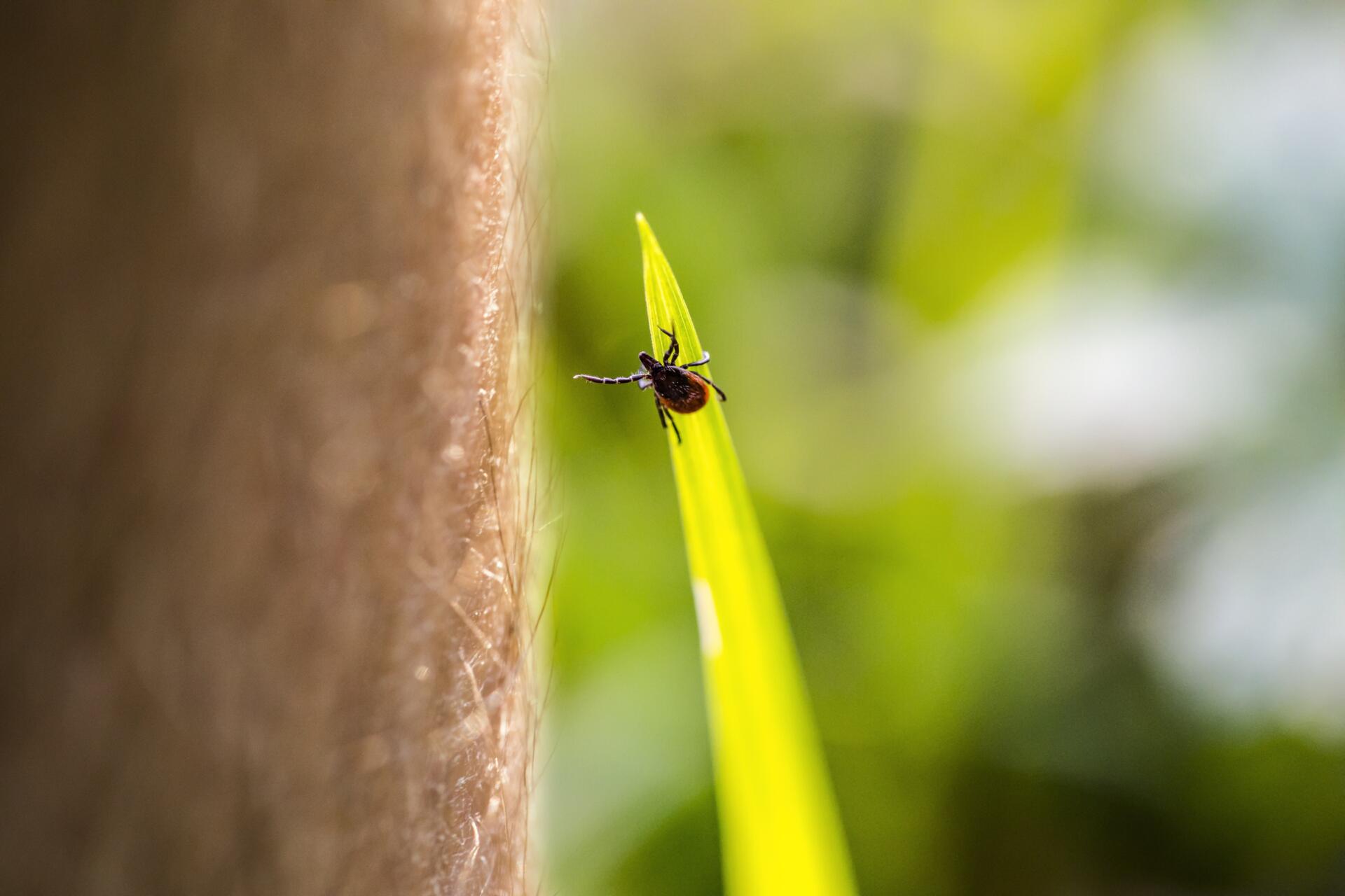 Strategien für einen effektiven Schutz vor Zecken im Frühling