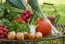 Tipps für Freizeitgärtner: Alte Gemüsesorten neu entdecken Tipps für Freizeitgärtner Alte Gemüsesorten neu entdecken