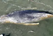 Greenpeace: „Wal Timmy wird ertrinken“ Wal Timmy