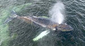 Deutschland zeigt sein grünes herz für den wald Deutschland zeigt sein grünes herz für den wald