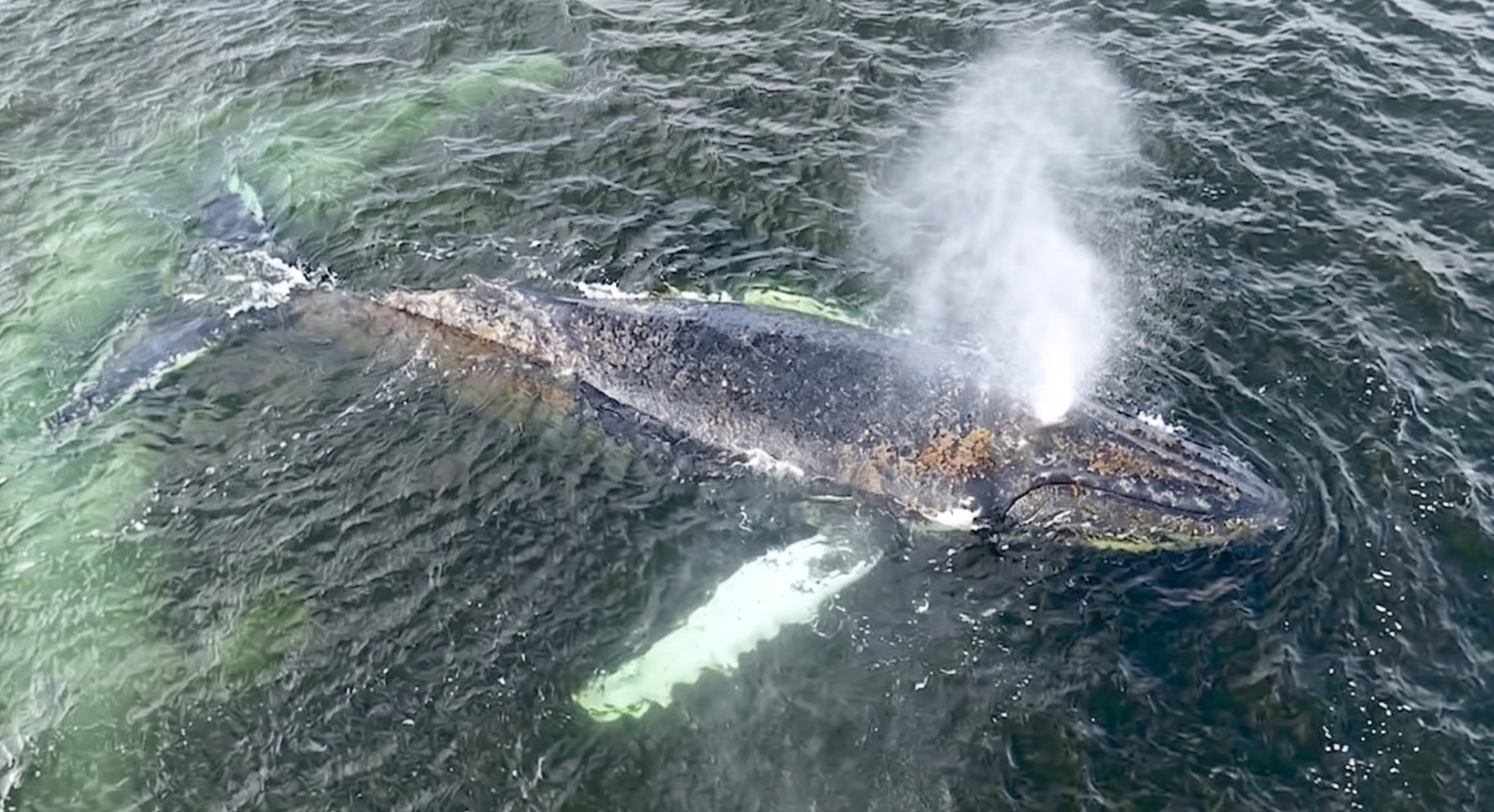 Wal Timmy (3) Wal Timmy (3)