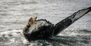 Straßenkehrer attackiert fahrende autos mit besen