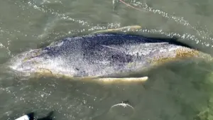 Video von robert marc lehmann bringt politik und itaw in erklärungsnot 1