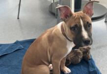 Welpe in Nieder-Olm ausgesetzt – Wer kann Hinweise geben? Welpe in Nieder-Olm ausgesetzt